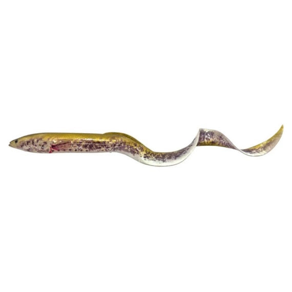 SG Real Eel