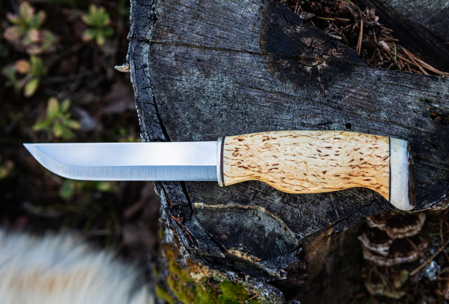 Arctic Legend Bear Knife